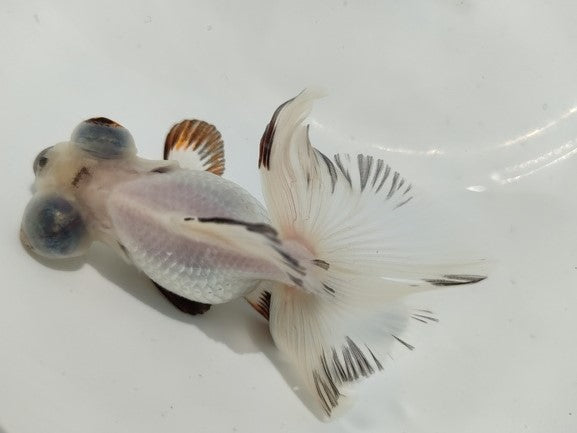 生体加藤産桜錦弐歳魚約7センチ(1匹)らんちゅう/金魚/江戸錦/変わりらんちゅう/きんぎょ/国産金魚【金魚小屋-希-福岡】