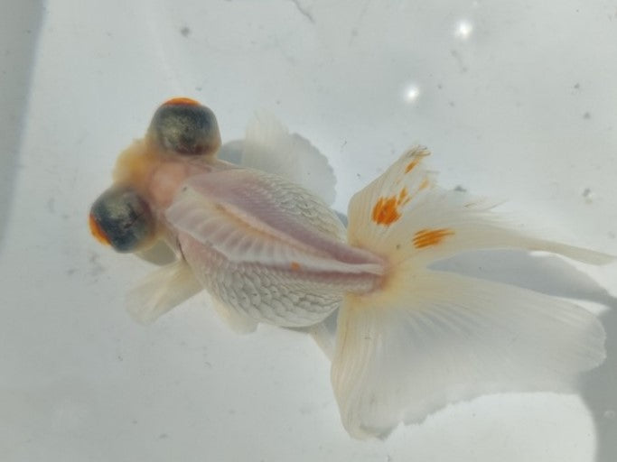 生体加藤産桜錦弐歳魚約7センチ(1匹)らんちゅう/金魚/江戸錦/変わりらんちゅう/きんぎょ/国産金魚【金魚小屋-希-福岡】