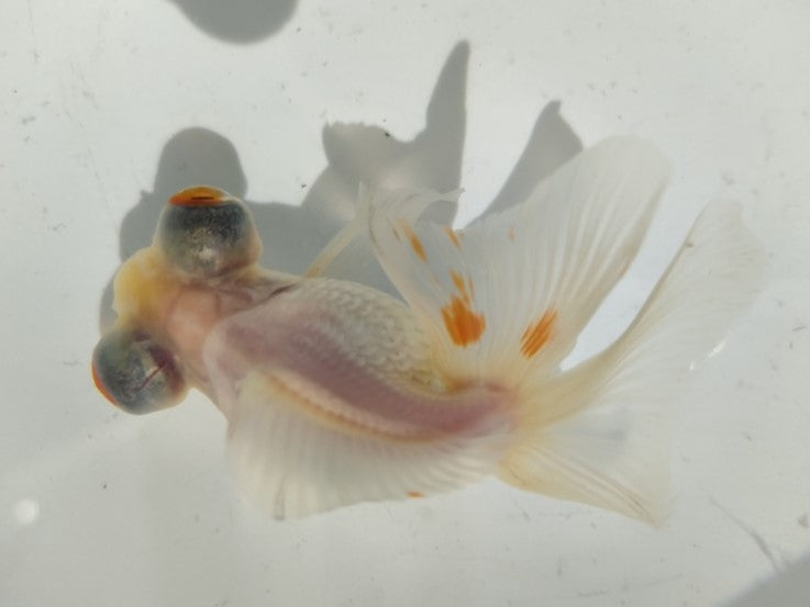 生体加藤産桜錦弐歳魚約7センチ(1匹)らんちゅう/金魚/江戸錦/変わりらんちゅう/きんぎょ/国産金魚【金魚小屋-希-福岡】