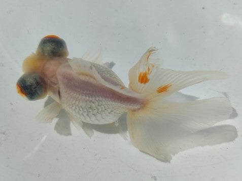 生体加藤産桜錦弐歳魚約7センチ(1匹)らんちゅう/金魚/江戸錦/変わりらんちゅう/きんぎょ/国産金魚【金魚小屋-希-福岡】