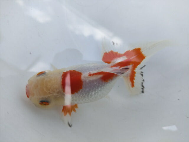 生体加藤産桜錦弐歳魚約7センチ(1匹)らんちゅう/金魚/江戸錦/変わりらんちゅう/きんぎょ/国産金魚【金魚小屋-希-福岡】
