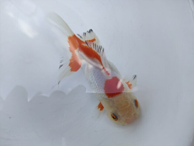 生体加藤産桜錦弐歳魚約7センチ(1匹)らんちゅう/金魚/江戸錦/変わりらんちゅう/きんぎょ/国産金魚【金魚小屋-希-福岡】