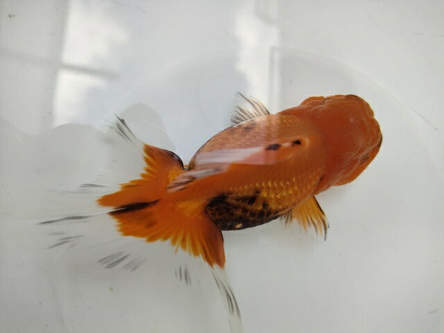 生体加藤産桜錦弐歳魚約7センチ(1匹)らんちゅう/金魚/江戸錦/変わりらんちゅう/きんぎょ/国産金魚【金魚小屋-希-福岡】