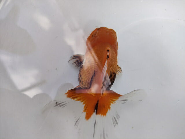 生体加藤産桜錦弐歳魚約7センチ(1匹)らんちゅう/金魚/江戸錦/変わりらんちゅう/きんぎょ/国産金魚【金魚小屋-希-福岡】