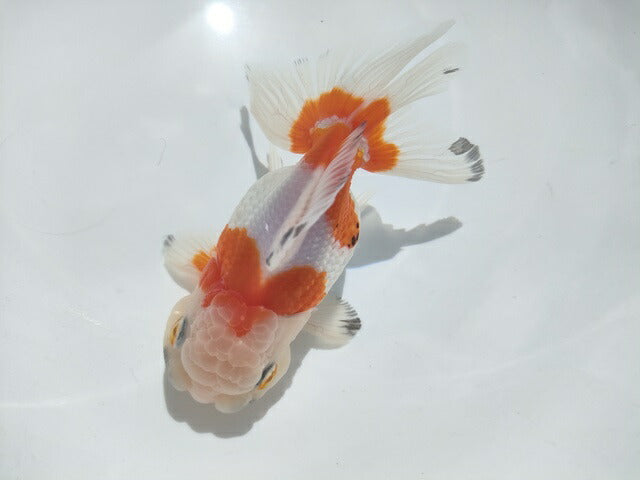 生体加藤産桜錦弐歳魚約7センチ(1匹)らんちゅう/金魚/江戸錦/変わりらんちゅう/きんぎょ/国産金魚【金魚小屋-希-福岡】
