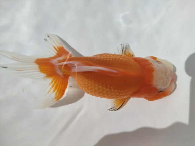 生体加藤産桜錦弐歳魚約7センチ(1匹)らんちゅう/金魚/江戸錦/変わりらんちゅう/きんぎょ/国産金魚【金魚小屋-希-福岡】