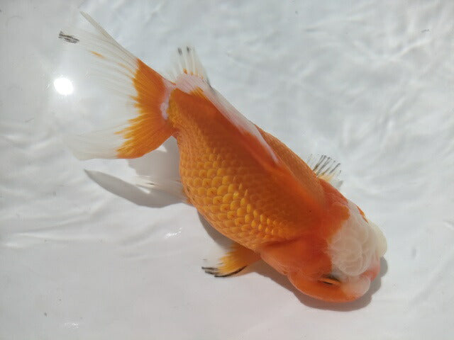 生体加藤産桜錦弐歳魚約7センチ(1匹)らんちゅう/金魚/江戸錦/変わりらんちゅう/きんぎょ/国産金魚【金魚小屋-希-福岡】