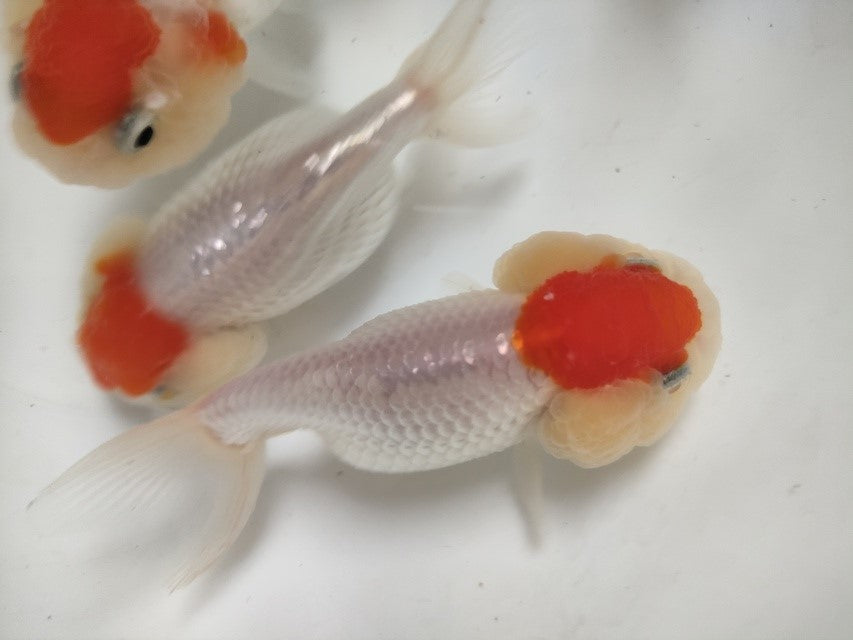生体加藤産桜錦弐歳魚約7センチ(1匹)らんちゅう/金魚/江戸錦/変わりらんちゅう/きんぎょ/国産金魚【金魚小屋-希-福岡】
