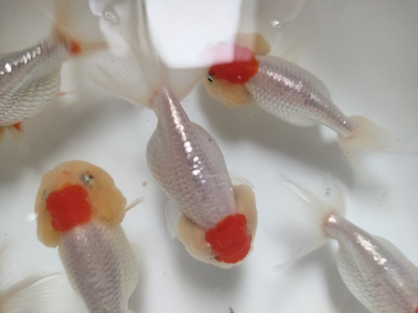 生体加藤産桜錦弐歳魚約7センチ(1匹)らんちゅう/金魚/江戸錦/変わりらんちゅう/きんぎょ/国産金魚【金魚小屋-希-福岡】
