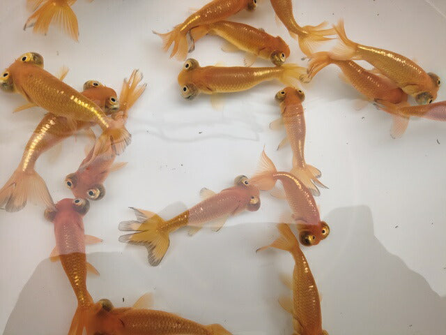 生体加藤産桜錦弐歳魚約7センチ(1匹)らんちゅう/金魚/江戸錦/変わりらんちゅう/きんぎょ/国産金魚【金魚小屋-希-福岡】