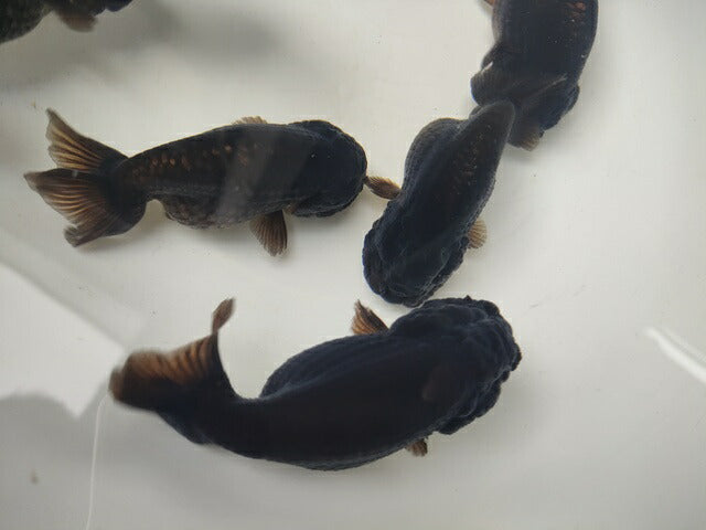 生体加藤産桜錦弐歳魚約7センチ(1匹)らんちゅう/金魚/江戸錦/変わりらんちゅう/きんぎょ/国産金魚【金魚小屋-希-福岡】