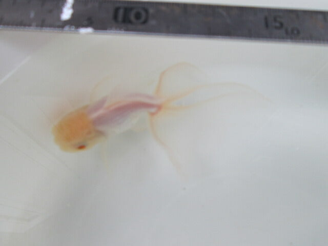 倉庫◆生体(1匹) 東錦 参歳魚 約11センチ アズマニシキ/金魚/あずまにしき/高頭/きんぎょ/国産金魚【金魚小屋-希-福岡】