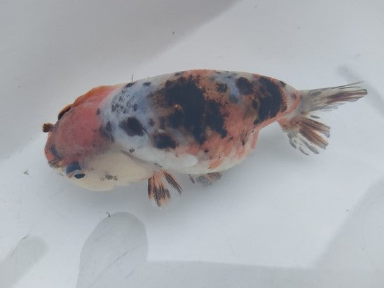 生体加藤産桜錦弐歳魚約7センチ(1匹)らんちゅう/金魚/江戸錦/変わりらんちゅう/きんぎょ/国産金魚【金魚小屋-希-福岡】