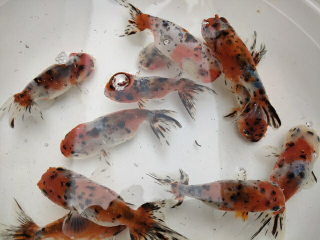 生体加藤産桜錦弐歳魚約7センチ(1匹)らんちゅう/金魚/江戸錦/変わりらんちゅう/きんぎょ/国産金魚【金魚小屋-希-福岡】