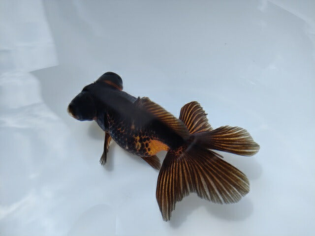 生体加藤産桜錦弐歳魚約7センチ(1匹)らんちゅう/金魚/江戸錦/変わりらんちゅう/きんぎょ/国産金魚【金魚小屋-希-福岡】