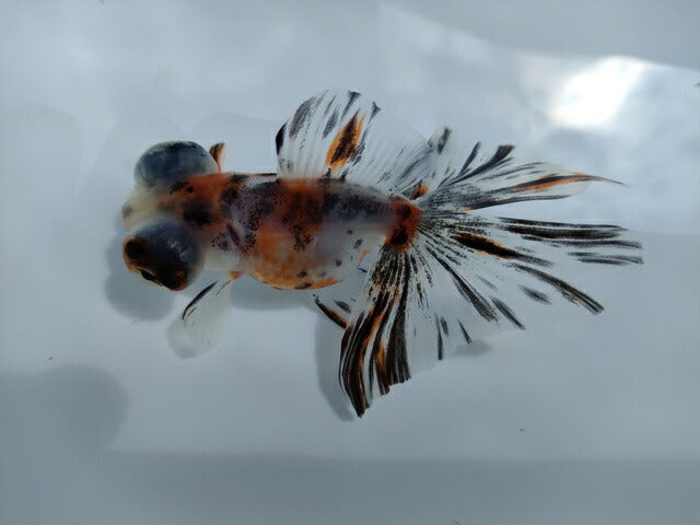 生体加藤産桜錦弐歳魚約7センチ(1匹)らんちゅう/金魚/江戸錦/変わりらんちゅう/きんぎょ/国産金魚【金魚小屋-希-福岡】