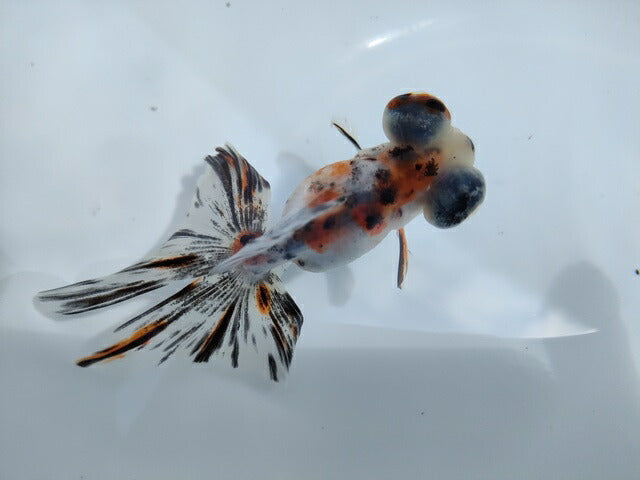 生体加藤産桜錦弐歳魚約7センチ(1匹)らんちゅう/金魚/江戸錦/変わりらんちゅう/きんぎょ/国産金魚【金魚小屋-希-福岡】