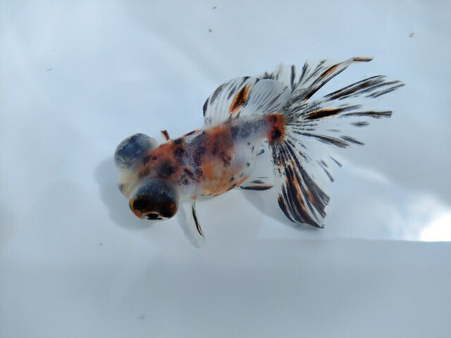 生体加藤産桜錦弐歳魚約7センチ(1匹)らんちゅう/金魚/江戸錦/変わりらんちゅう/きんぎょ/国産金魚【金魚小屋-希-福岡】