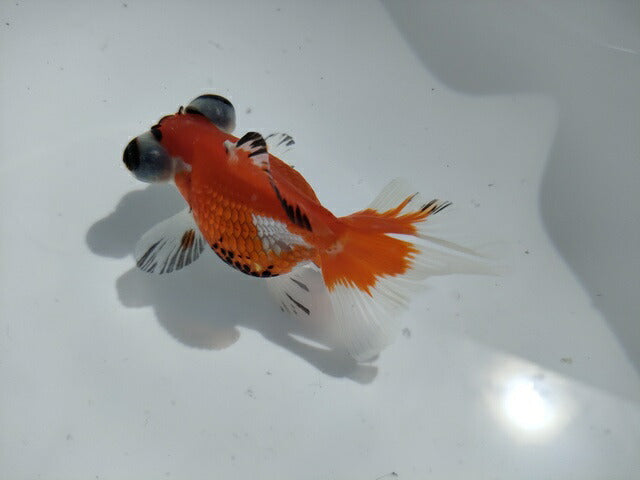 生体加藤産桜錦弐歳魚約7センチ(1匹)らんちゅう/金魚/江戸錦/変わりらんちゅう/きんぎょ/国産金魚【金魚小屋-希-福岡】