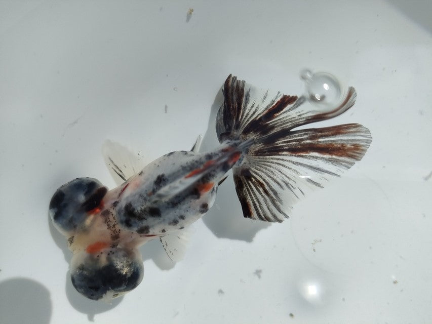 生体加藤産桜錦弐歳魚約7センチ(1匹)らんちゅう/金魚/江戸錦/変わりらんちゅう/きんぎょ/国産金魚【金魚小屋-希-福岡】