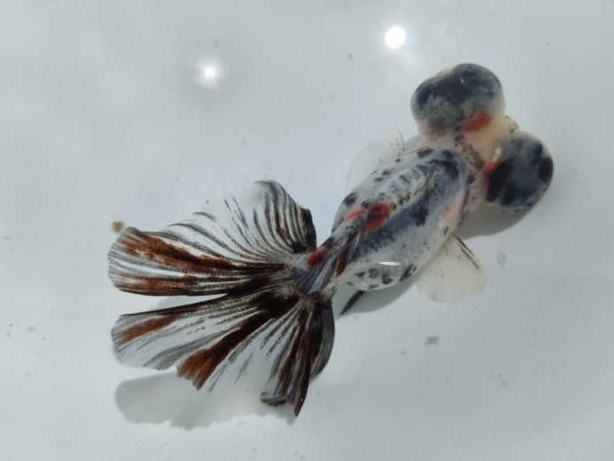 生体加藤産桜錦弐歳魚約7センチ(1匹)らんちゅう/金魚/江戸錦/変わりらんちゅう/きんぎょ/国産金魚【金魚小屋-希-福岡】