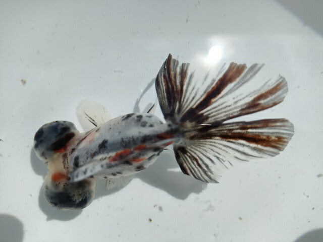 生体加藤産桜錦弐歳魚約7センチ(1匹)らんちゅう/金魚/江戸錦/変わりらんちゅう/きんぎょ/国産金魚【金魚小屋-希-福岡】