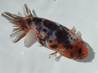 生体加藤産桜錦弐歳魚約7センチ(1匹)らんちゅう/金魚/江戸錦/変わりらんちゅう/きんぎょ/国産金魚【金魚小屋-希-福岡】