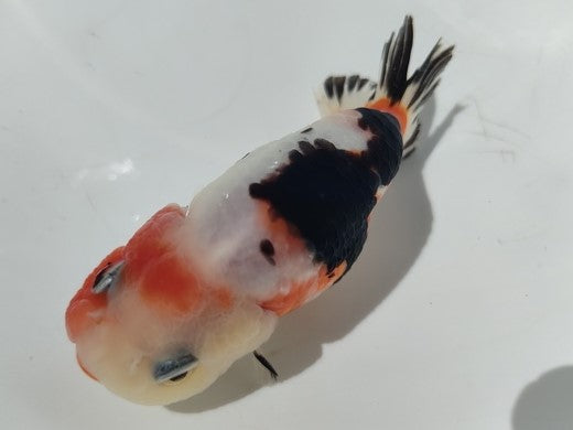 生体加藤産桜錦弐歳魚約7センチ(1匹)らんちゅう/金魚/江戸錦/変わりらんちゅう/きんぎょ/国産金魚【金魚小屋-希-福岡】