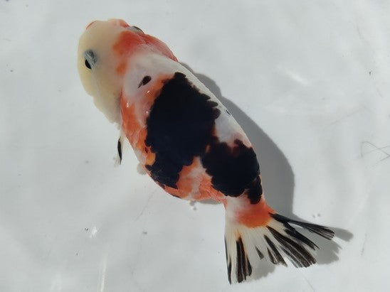 生体加藤産桜錦弐歳魚約7センチ(1匹)らんちゅう/金魚/江戸錦/変わりらんちゅう/きんぎょ/国産金魚【金魚小屋-希-福岡】