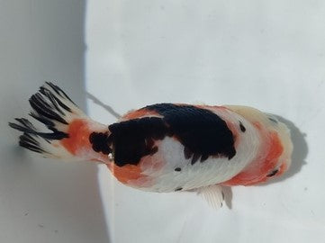生体加藤産桜錦弐歳魚約7センチ(1匹)らんちゅう/金魚/江戸錦/変わりらんちゅう/きんぎょ/国産金魚【金魚小屋-希-福岡】