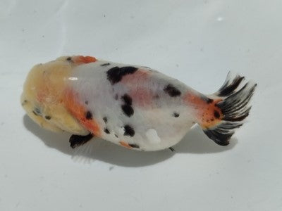 生体加藤産桜錦弐歳魚約7センチ(1匹)らんちゅう/金魚/江戸錦/変わりらんちゅう/きんぎょ/国産金魚【金魚小屋-希-福岡】