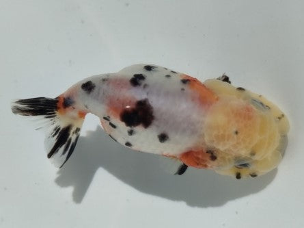 生体加藤産桜錦弐歳魚約7センチ(1匹)らんちゅう/金魚/江戸錦/変わりらんちゅう/きんぎょ/国産金魚【金魚小屋-希-福岡】