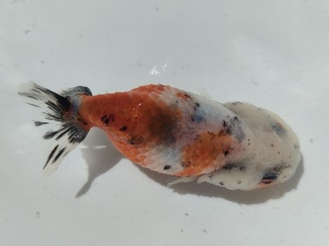 生体加藤産桜錦弐歳魚約7センチ(1匹)らんちゅう/金魚/江戸錦/変わりらんちゅう/きんぎょ/国産金魚【金魚小屋-希-福岡】