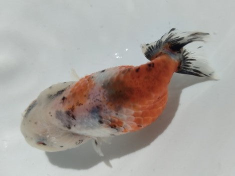 生体加藤産桜錦弐歳魚約7センチ(1匹)らんちゅう/金魚/江戸錦/変わりらんちゅう/きんぎょ/国産金魚【金魚小屋-希-福岡】