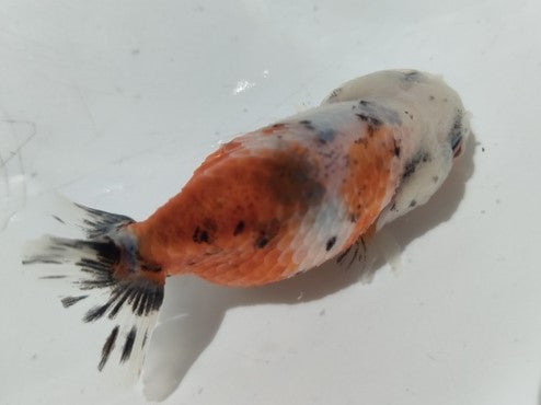 生体加藤産桜錦弐歳魚約7センチ(1匹)らんちゅう/金魚/江戸錦/変わりらんちゅう/きんぎょ/国産金魚【金魚小屋-希-福岡】