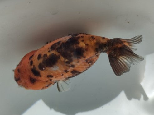 生体加藤産桜錦弐歳魚約7センチ(1匹)らんちゅう/金魚/江戸錦/変わりらんちゅう/きんぎょ/国産金魚【金魚小屋-希-福岡】