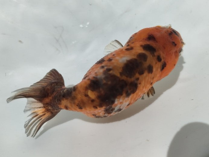 生体加藤産桜錦弐歳魚約7センチ(1匹)らんちゅう/金魚/江戸錦/変わりらんちゅう/きんぎょ/国産金魚【金魚小屋-希-福岡】