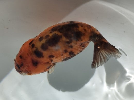 生体加藤産桜錦弐歳魚約7センチ(1匹)らんちゅう/金魚/江戸錦/変わりらんちゅう/きんぎょ/国産金魚【金魚小屋-希-福岡】
