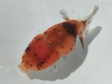 生体加藤産桜錦弐歳魚約7センチ(1匹)らんちゅう/金魚/江戸錦/変わりらんちゅう/きんぎょ/国産金魚【金魚小屋-希-福岡】