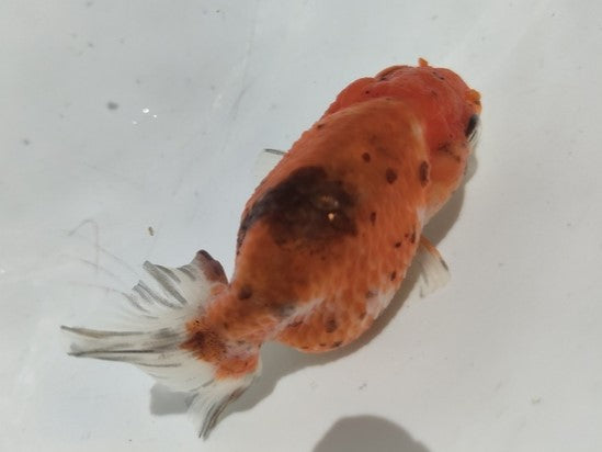 生体加藤産桜錦弐歳魚約7センチ(1匹)らんちゅう/金魚/江戸錦/変わりらんちゅう/きんぎょ/国産金魚【金魚小屋-希-福岡】
