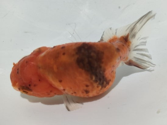 生体加藤産桜錦弐歳魚約7センチ(1匹)らんちゅう/金魚/江戸錦/変わりらんちゅう/きんぎょ/国産金魚【金魚小屋-希-福岡】