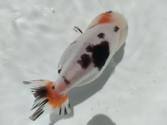 生体加藤産桜錦弐歳魚約7センチ(1匹)らんちゅう/金魚/江戸錦/変わりらんちゅう/きんぎょ/国産金魚【金魚小屋-希-福岡】