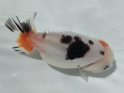 生体加藤産桜錦弐歳魚約7センチ(1匹)らんちゅう/金魚/江戸錦/変わりらんちゅう/きんぎょ/国産金魚【金魚小屋-希-福岡】