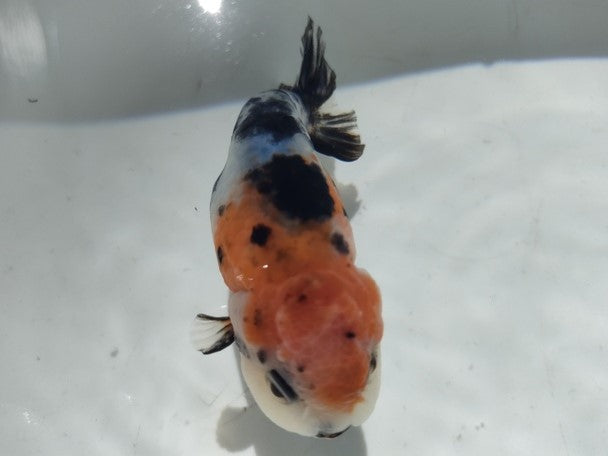 生体加藤産桜錦弐歳魚約7センチ(1匹)らんちゅう/金魚/江戸錦/変わりらんちゅう/きんぎょ/国産金魚【金魚小屋-希-福岡】