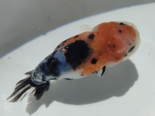 生体加藤産桜錦弐歳魚約7センチ(1匹)らんちゅう/金魚/江戸錦/変わりらんちゅう/きんぎょ/国産金魚【金魚小屋-希-福岡】