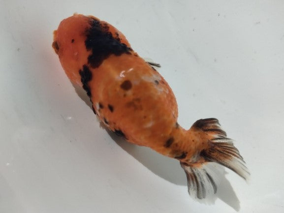 生体加藤産桜錦弐歳魚約7センチ(1匹)らんちゅう/金魚/江戸錦/変わりらんちゅう/きんぎょ/国産金魚【金魚小屋-希-福岡】