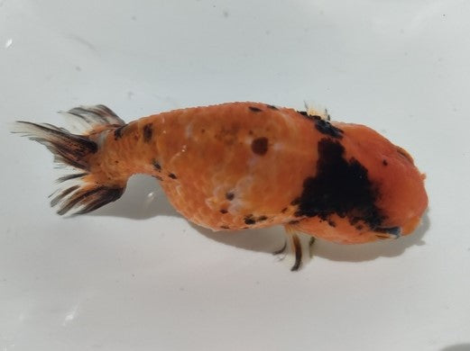 生体加藤産桜錦弐歳魚約7センチ(1匹)らんちゅう/金魚/江戸錦/変わりらんちゅう/きんぎょ/国産金魚【金魚小屋-希-福岡】