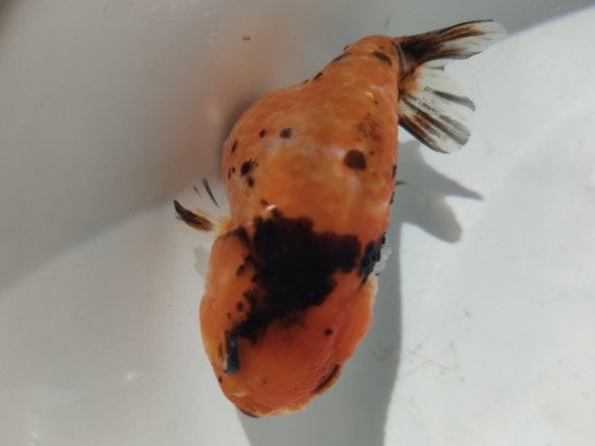 生体加藤産桜錦弐歳魚約7センチ(1匹)らんちゅう/金魚/江戸錦/変わりらんちゅう/きんぎょ/国産金魚【金魚小屋-希-福岡】