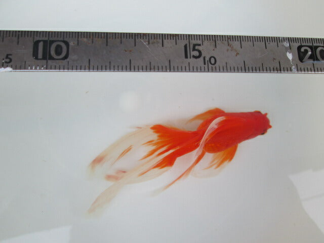倉庫◆生体(1匹) 琉金ロングテール 参歳魚 約13センチ リュウキン/金魚/りゅうきん/尾長/赤目/きんぎょ/国産金魚【金魚小屋-希-福岡】