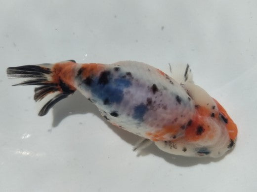生体加藤産桜錦弐歳魚約7センチ(1匹)らんちゅう/金魚/江戸錦/変わりらんちゅう/きんぎょ/国産金魚【金魚小屋-希-福岡】